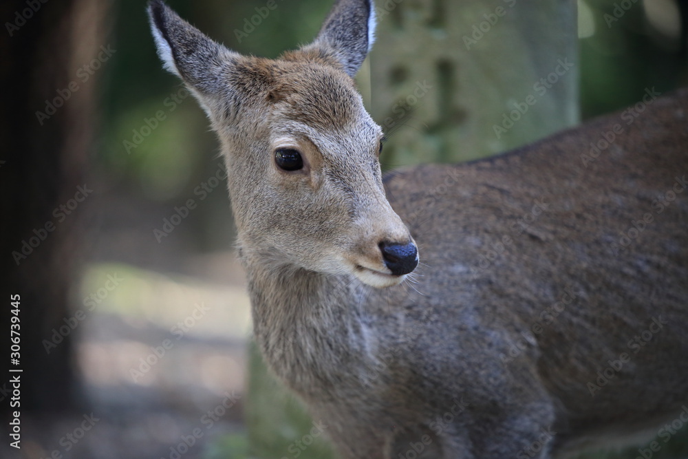 Obraz premium Nara Park in Nara Prefecture, Japan and the scenery of deer living in the park