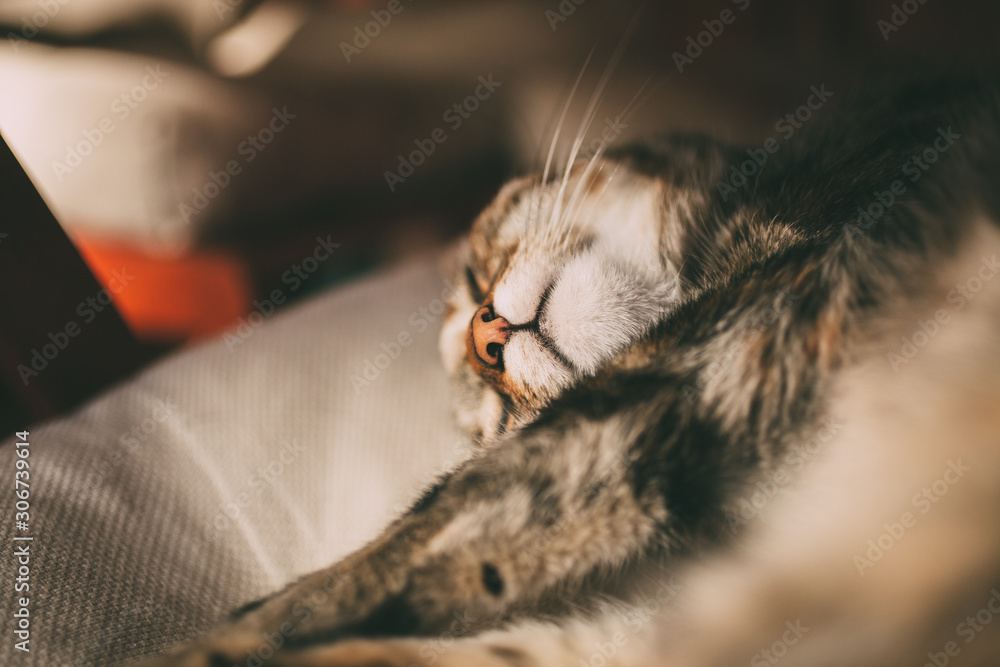 Fototapeta premium Sleepy cat portrait. Close up view of tabby cat sleeping. 