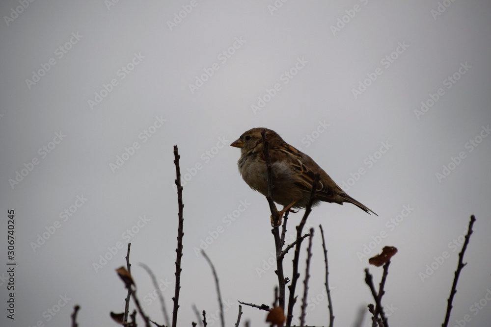 Fototapeta premium Pretty