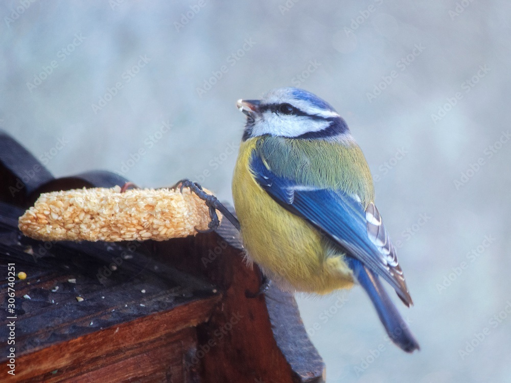 Obraz premium Winter bird feeder