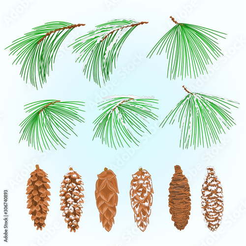 Branches  Eastern White pine and various  cones and snow Christmas tree vintage vector illustration editable hand draw