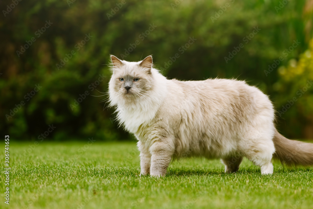 Ragdoll Tom Cat standing on a green grass and watching surroundings