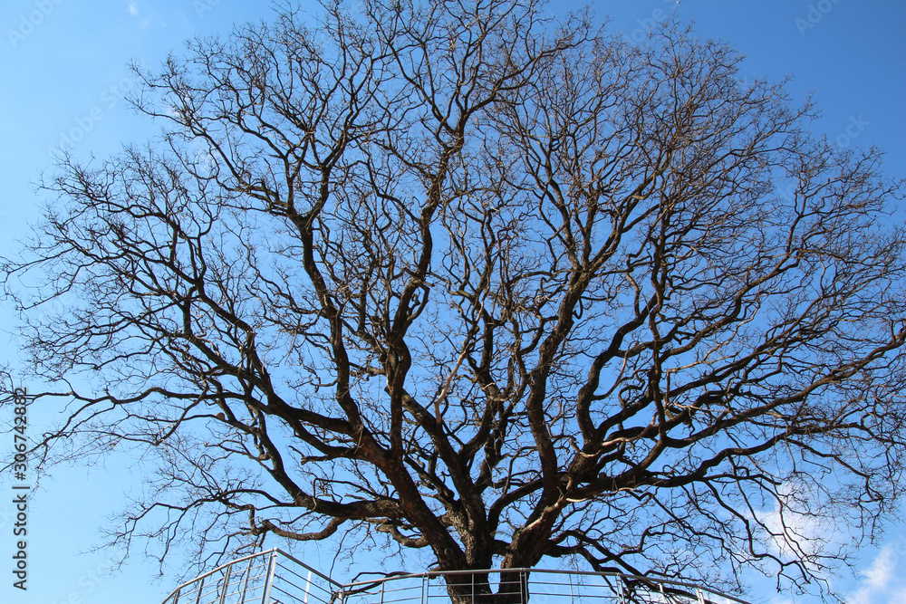 Splendid leafless tree in the center of Buenos Aires, Argentina Splendid leafless tree in the center of Buenos Aires, Argentina