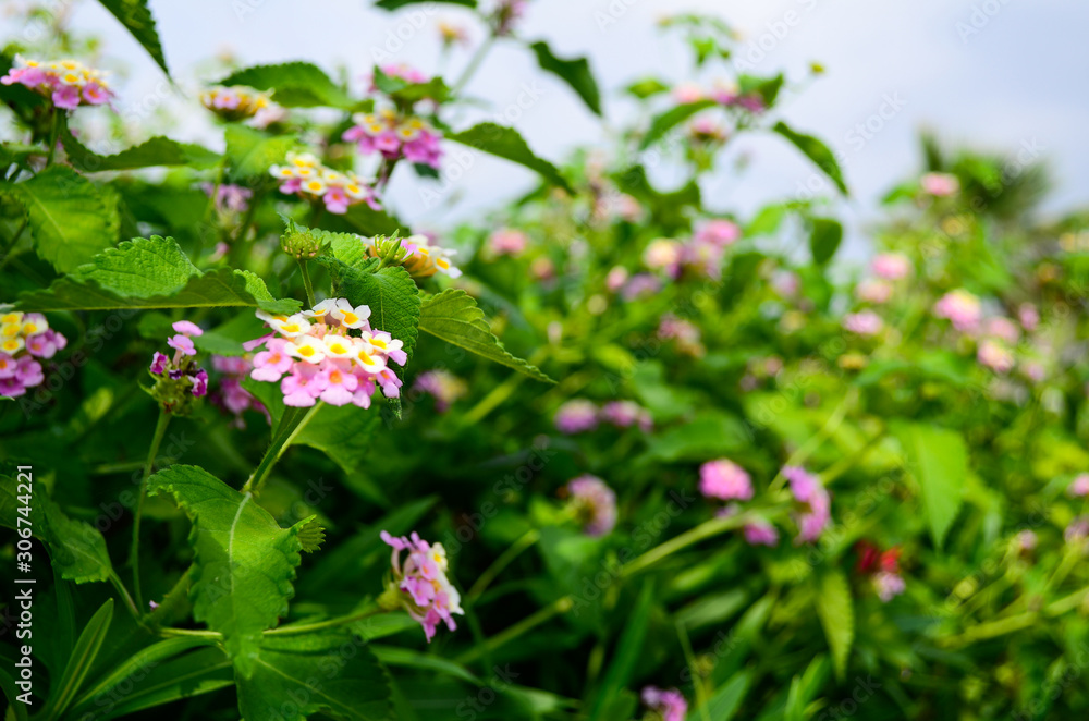flowers in garden flowers in garden
