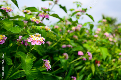 Wallpaper Mural flowers in garden Torontodigital.ca