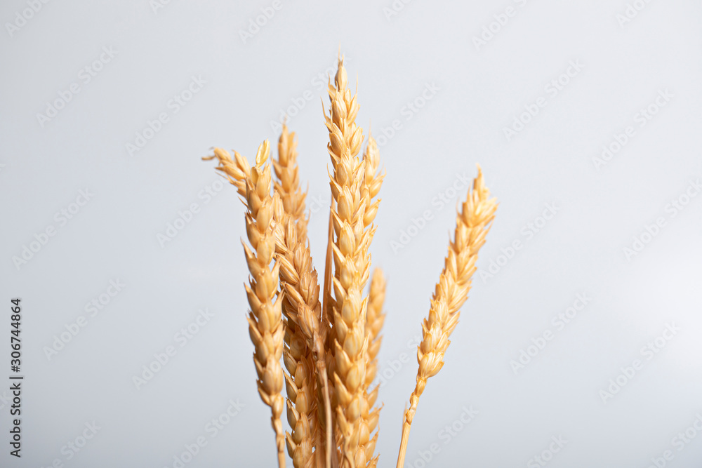 Golden wheat lies on a white table. Rye stalks on a white background. Golden wheat lies on a white table. Rye stalks on a white background.