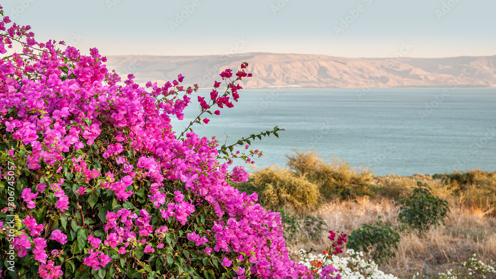 Obraz premium floral background of bougainvillea on the shore of a mountain lake