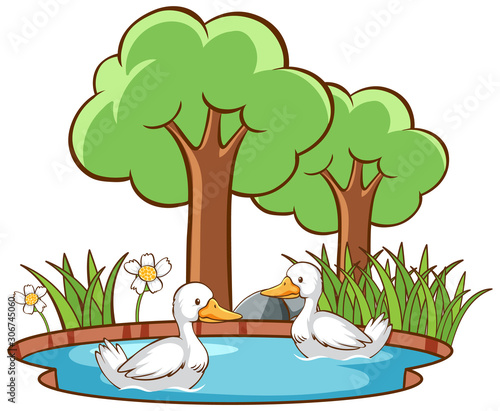 Isolated picture of two ducks in the pond