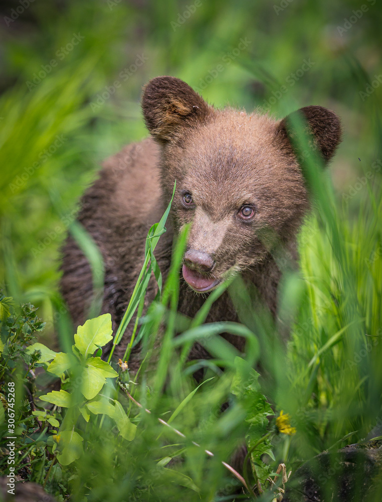 Fototapeta premium Young, spring black bear cub in forest