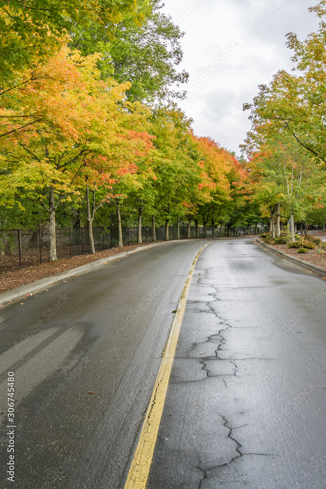 Roadside Autumn Trees 4 Roadside Autumn Trees 4