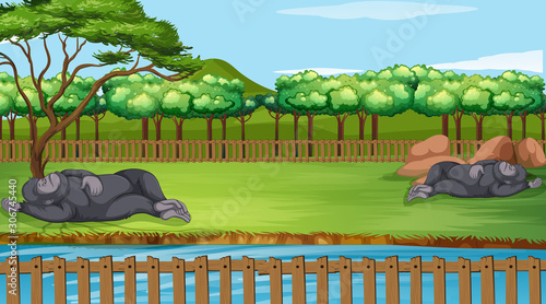 Scene with two gorillas in the zoo