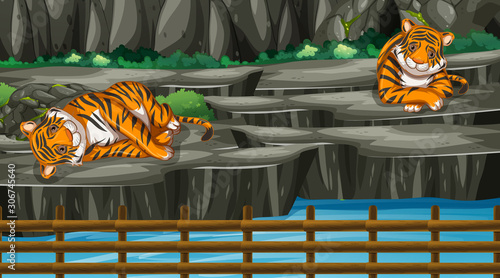 Scene with two tigers in the zoo