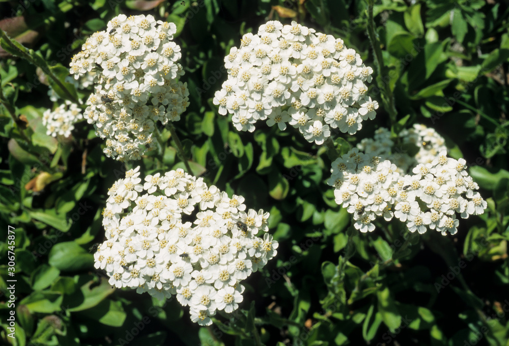 achillée blanche, achillea lingulata achillée blanche, achillea lingulata