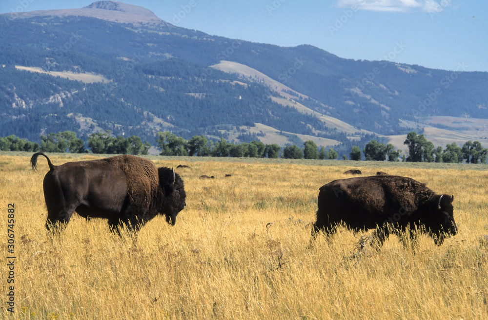 Bison d'Amérique, Bison bison, Parc national du Yellowstone , USA