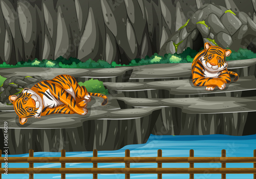 Scene with two tigers in the zoo