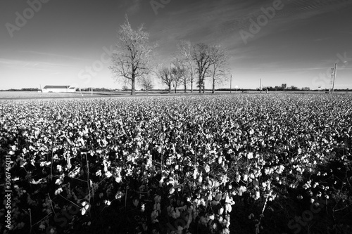 Cotton Field photo