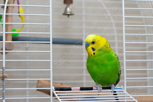 A wavy green parrot sits in an open cage. Beautiful talking bird with a yellow head. Cute green budgie.
