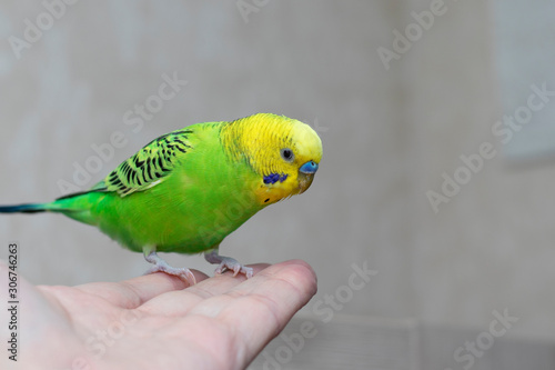 Friendship of bird and man. Handmade homemade parrot sits on a man’s hand and looks. Beautiful budgie.