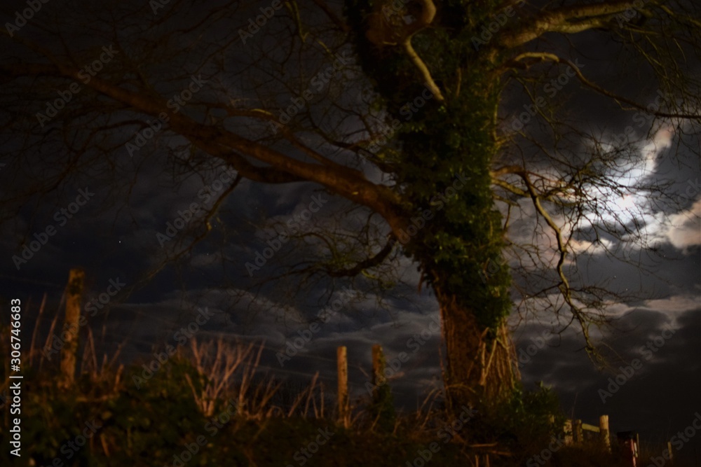night in the forest night in the forest