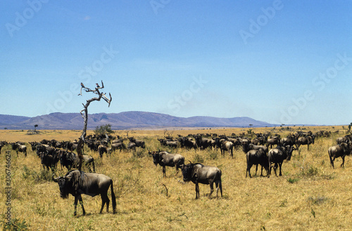 Gnou à queue noire, Connochaetes taurinus, migration, Parc national de Masai Mara, Kenya, Afrique de l'Est