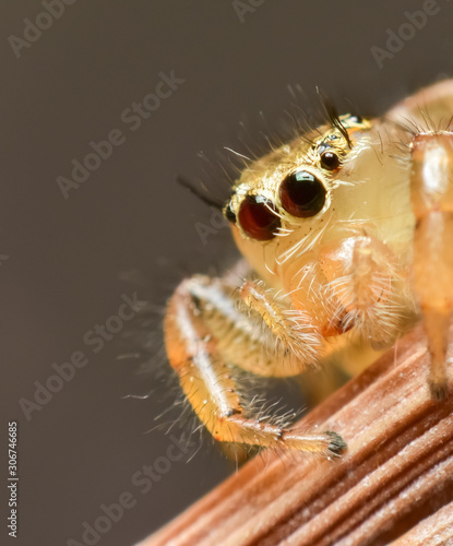 Close up the small yellow Jumping spider sticks on the tree branch. Jumping spiders have some of the best vision among arthropods and use it in courtship, hunting, and navigation. 