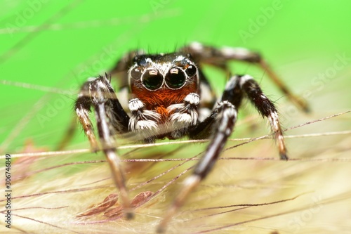 Close up the black jumping spider sticks on carpel and colourful background. Jumping spiders have some of the best vision among arthropods and use it in courtship, hunting, and navigation.