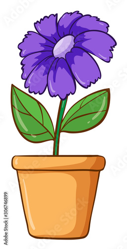 Single flower in clay pot