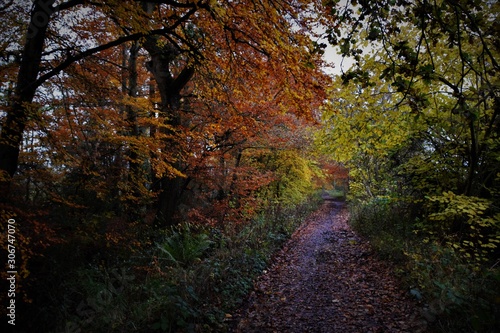 autumn in the forest