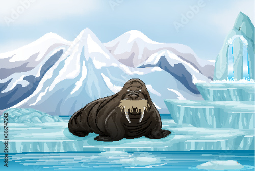 Scene with big walrus on ice