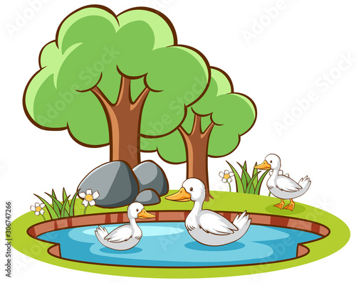Isolated picture of ducks in the pond