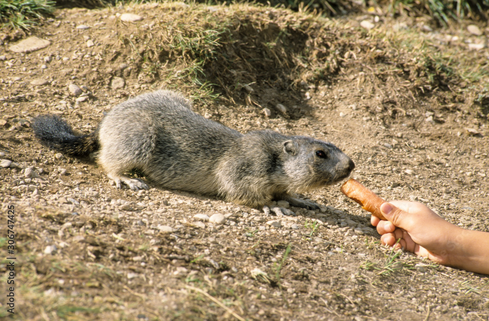 Obraz premium Marmotte des Alpes , Marmota marmota