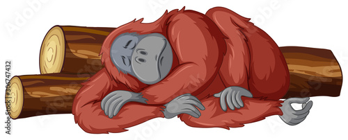 Chimpanzee sleeping on white background