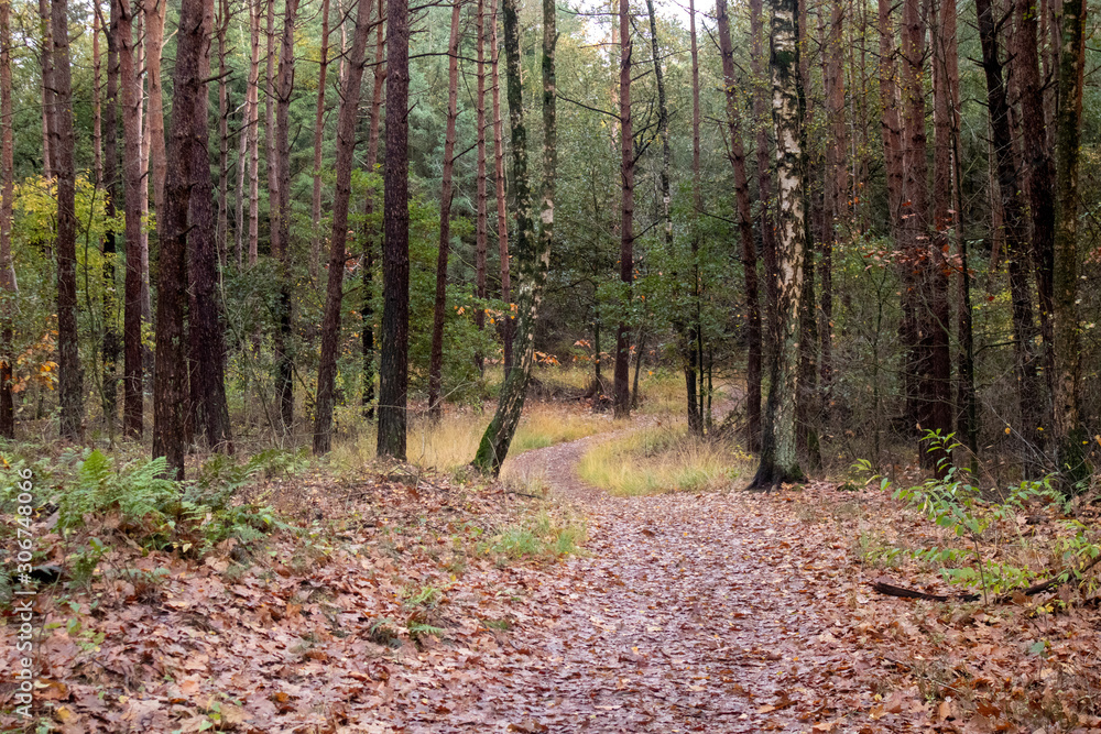 Path through the Veluwe forest in The Netherlands with autumn leaves. Path through the Veluwe forest in The Netherlands with autumn leaves.