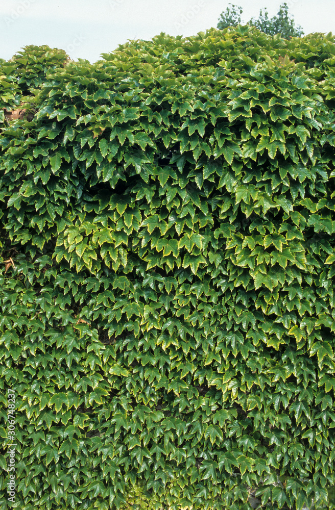 vigne vierge , Ampelopsis brevipedunculata vigne vierge , Ampelopsis brevipedunculata
