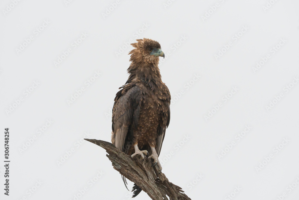 closeup perched immature juvenile Bateleur eagle closeup perched immature juvenile Bateleur eagle