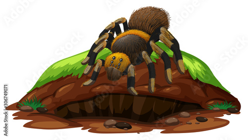 Nature scene with tarantula spider on rock