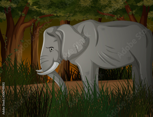 Skinny elephant in dark forest