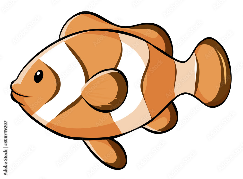 Clownfish on white background Clownfish on white background