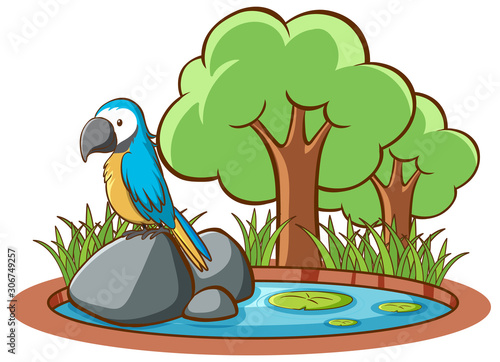 Isolated picture of blue macaw on rock