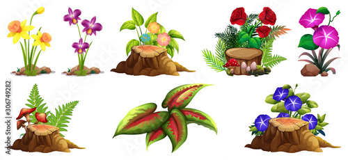 Large set of colorful flowers on rocks and wood