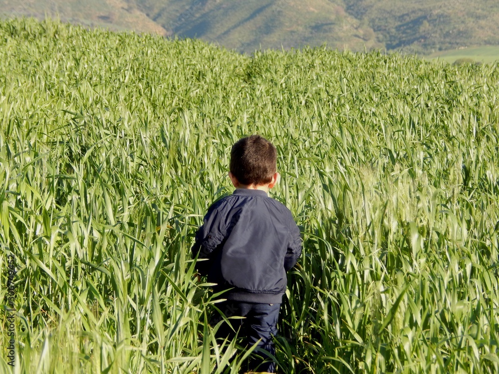 kid wearing blue coat walking in a green wheat field kid wearing blue coat walking in a green wheat field