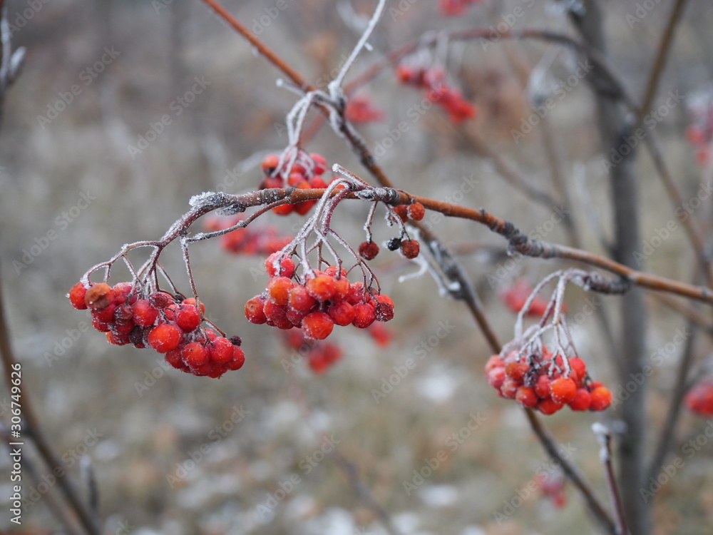 branch of red Rowan berries covered with frost close-up on a frosty day, bird food in winter branch of red Rowan berries covered with frost close-up on a frosty day, bird food in winter