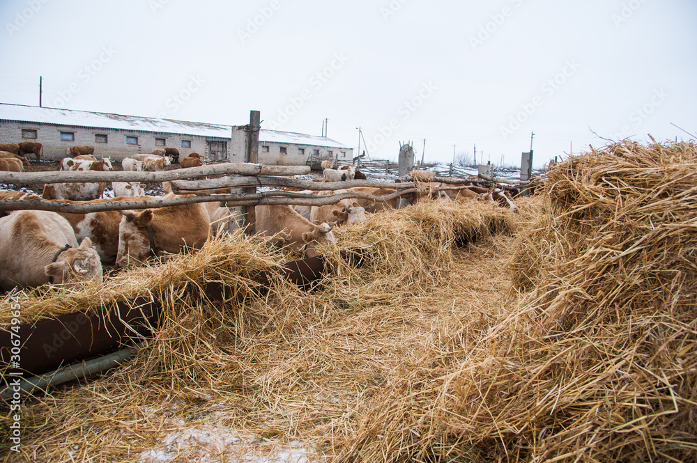 Fototapeta premium Cows on a farm in the winter