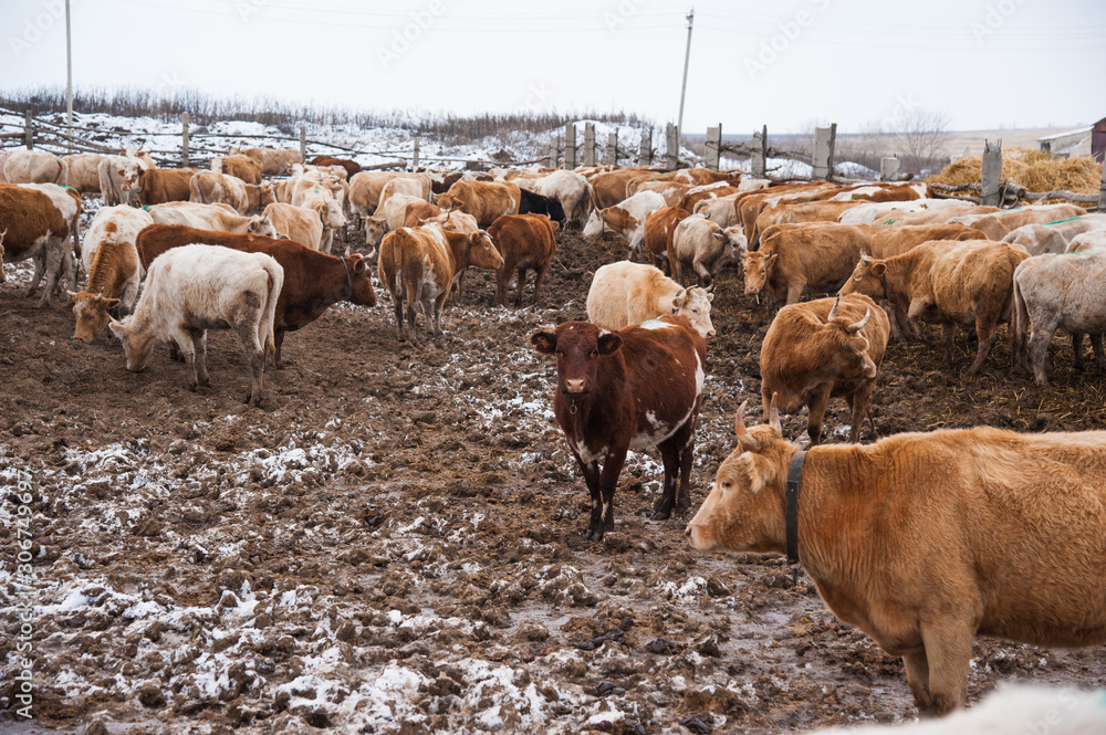 Obraz premium Cows on a farm in the winter