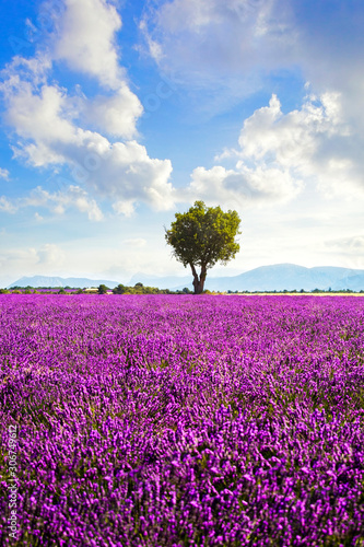 Lavender field and lonely tree. Provence, France