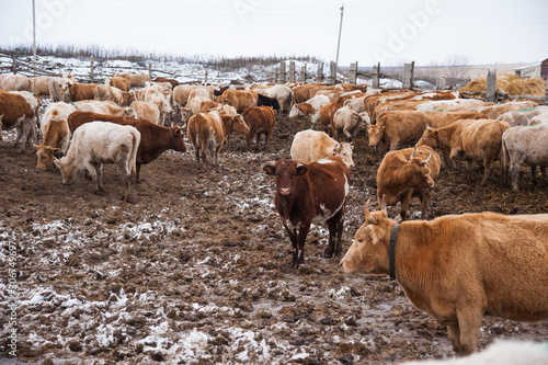 Cows on a farm in the winter