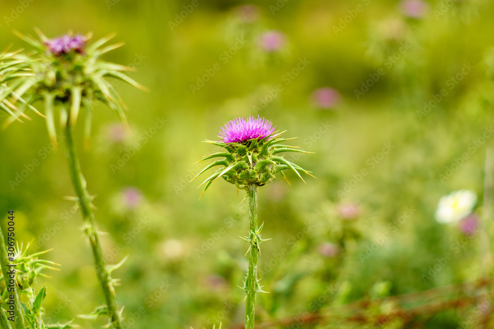 field in spring with thistles field in spring with thistles