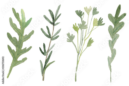 Fines Herbes. Traditional French herb blend for cooking: arugula, parsley, rosemary, oregano isolated on white. Watercolor