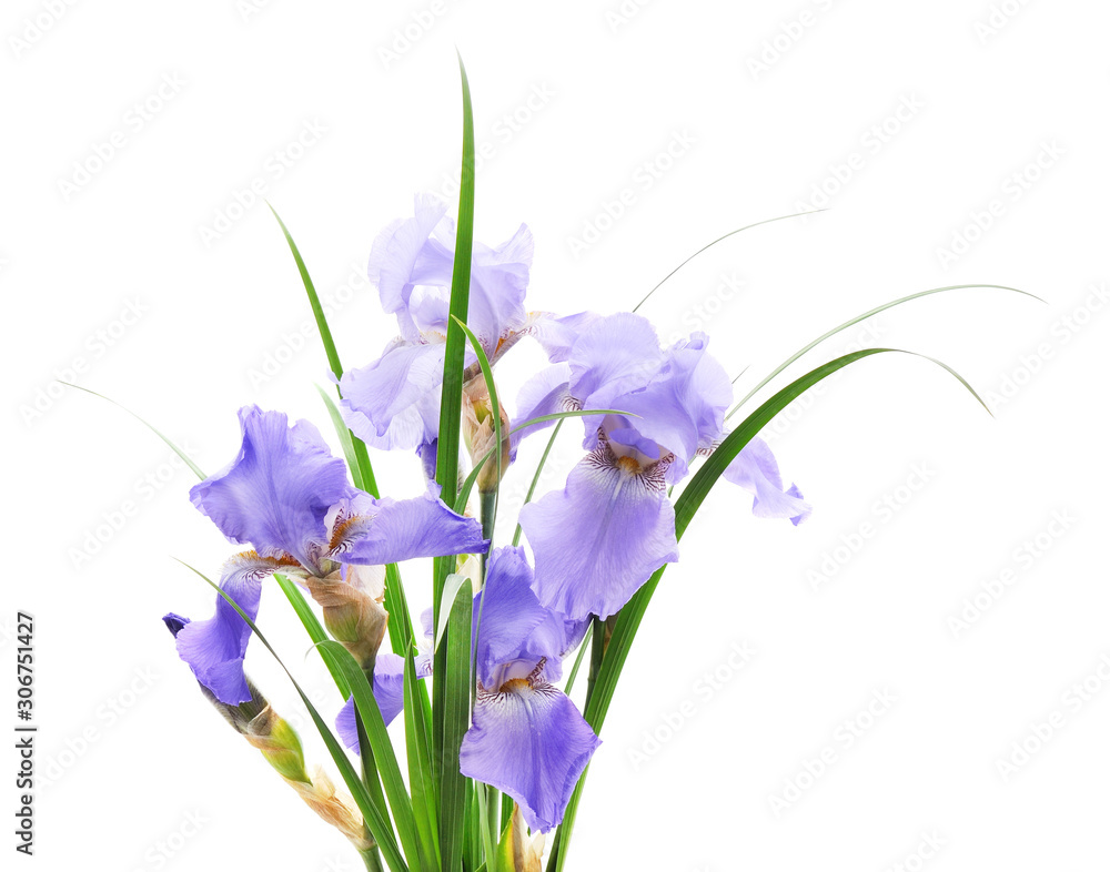 Blue irises in the grass.