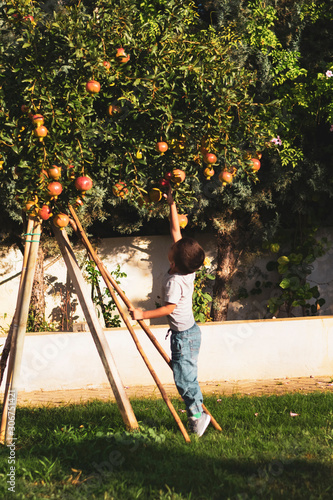 boy picking fruit from tree 